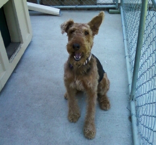 Northwest best sale airedale rescue